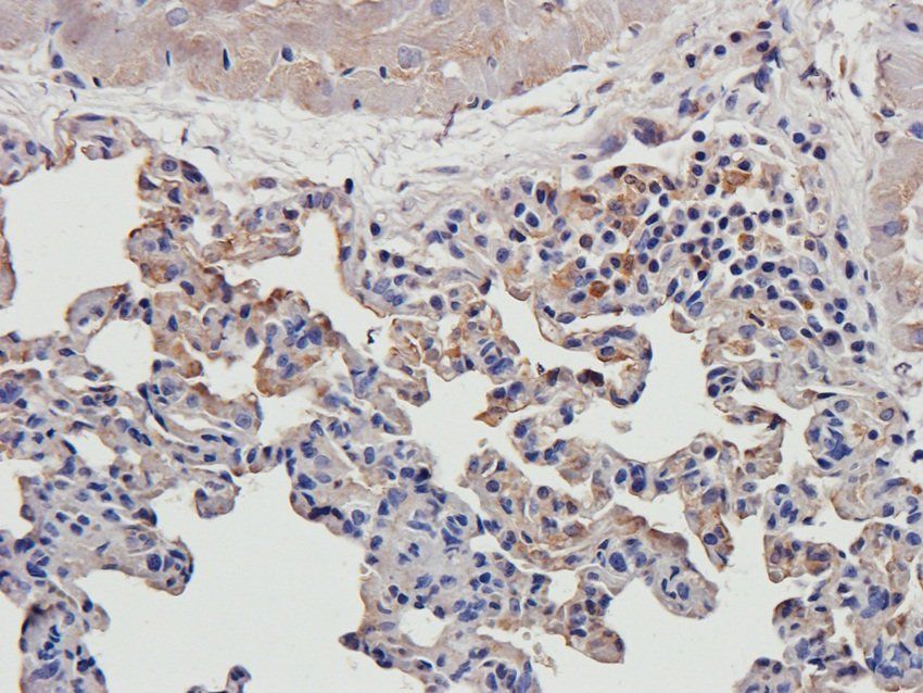 EPX Rabbit Polyclonal Antibody