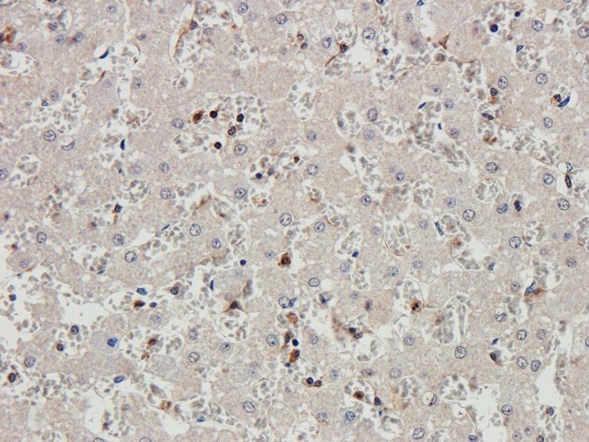 EPX Rabbit Polyclonal Antibody