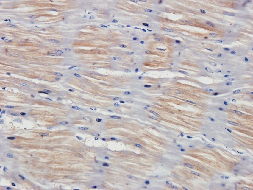 EPX Rabbit Polyclonal Antibody