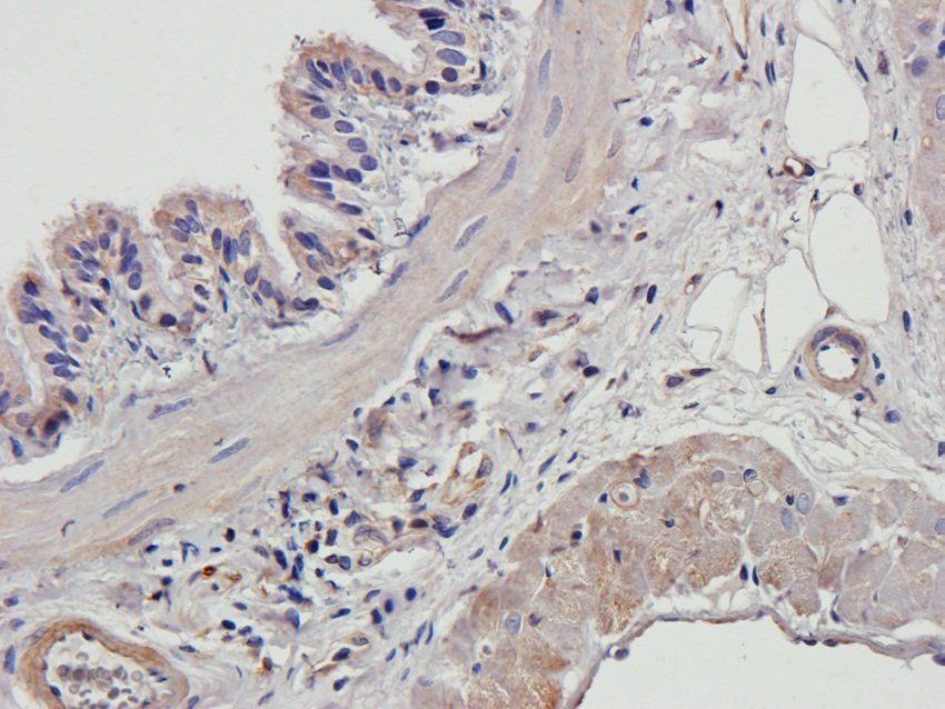 EPX Rabbit Polyclonal Antibody