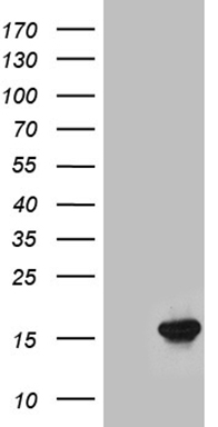 ESE1 Antibody