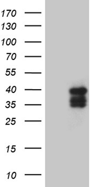 ESE1 Antibody