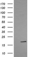 MPZL2 Antibody