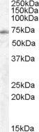 EXOC7 Antibody