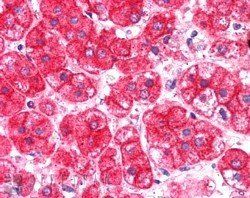 EXOC7 Antibody