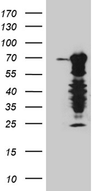 EXOSC1 Antibody
