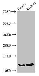 Ocm Antibody