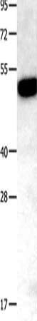 TNFRSF11B Antibody