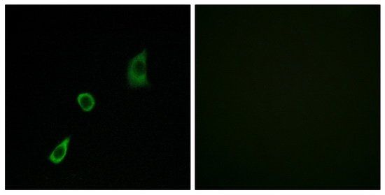 FGF23 Antibody