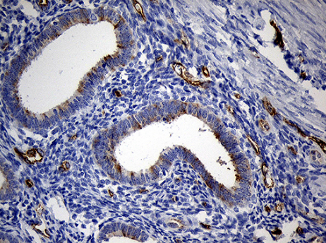 TSPAN7 Antibody