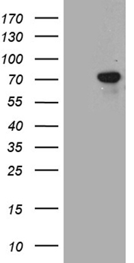 TGFBI Antibody