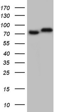 GARS Antibody