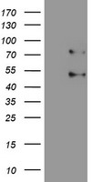 SENP1 Antibody
