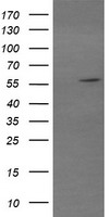 TRIM22 Antibody