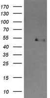 CBLC Antibody