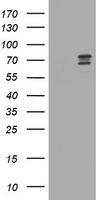 RIOK2 Antibody