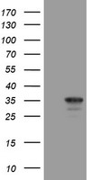 MMACHC Antibody