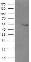 NONO Antibody
