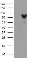 MPP5 Antibody