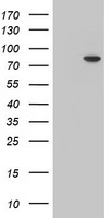 MPP5 Antibody