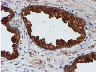 CST3 Antibody