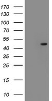 SERPINF1 Antibody