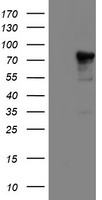 NLN Antibody