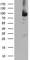 NLN Antibody