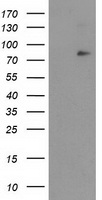 NFKBIZ Antibody