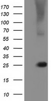 RABL2A Antibody