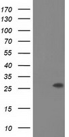 OTUB2 Antibody