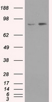 NTRK3 Antibody