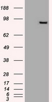 Prominin 2 Antibody