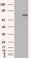 Prominin 2 Antibody
