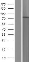 RING finger protein unkempt like (UNKL) Human Over-expression Lysate
