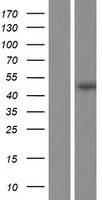 TUBD1 Human Over-expression Lysate