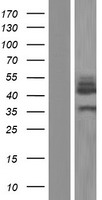 ENO3 Human Over-expression Lysate