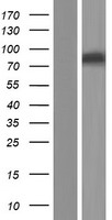 PCCA Human Over-expression Lysate