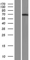 hnRNP Q (SYNCRIP) Human Over-expression Lysate