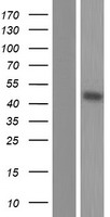 CPA4 Human Over-expression Lysate