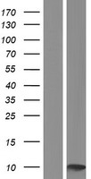 Small EDRK rich factor 1 (SERF1A) Human Over-expression Lysate