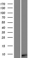 AKAIN1 Human Over-expression Lysate