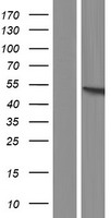 TRIP15 (COPS2) Human Over-expression Lysate