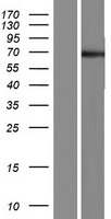 POTEC Human Over-expression Lysate
