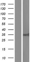 VASH2 Human Over-expression Lysate