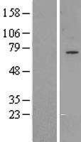 GPAA1 Human Over-expression Lysate