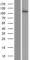 MIB2 Human Over-expression Lysate