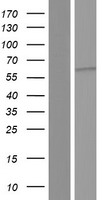 HCK Human Over-expression Lysate