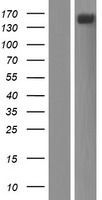 GPR124 (ADGRA2) Human Over-expression Lysate