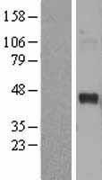 EDG8 (S1PR5) Human Over-expression Lysate